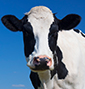 Prezes UOKiK sprawdza umowy spółdzielni mleczarskich