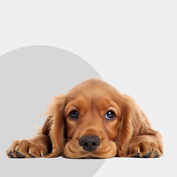 Polish Kennel Club – investigation procedure