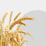 Further charges by the President of UOKiK regarding the unfair use of contractual advantage against farmers