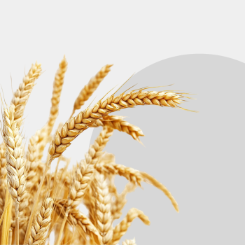 Further charges by the President of UOKiK regarding the unfair use of contractual advantage against farmers