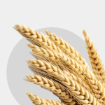 Siloes – preliminary investigation and searches